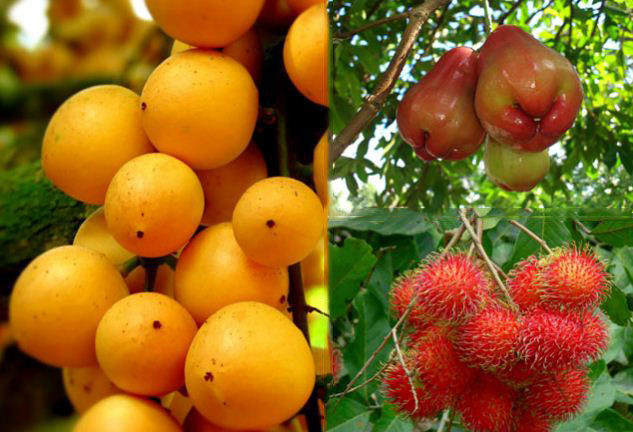Enjoy-fruit-in-mekong-delta-orchards-3